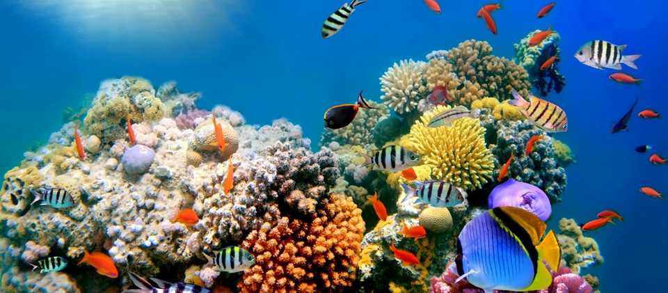 Коралловый риф